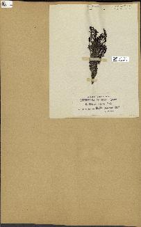 spécimen de Cystoseira spinosa
