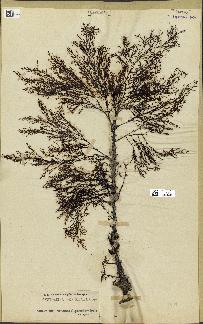 spécimen de Cystoseira granulata