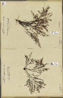 spécimen de Cystoseira granulata