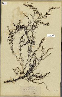 spécimen de Cystoseira granulata