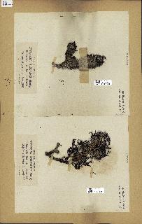 spécimen de Cystoseira montagnei
