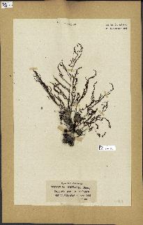spécimen de Cystoseira montagnei