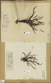 spécimen de Cystoseira montagnei