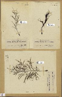 spécimen de Cystoseira opuntioides