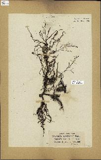 spécimen de Cystoseira montagnei