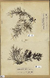 spécimen de Cystoseira opuntioides