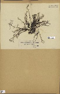 spécimen de Cystoseira opuntioides