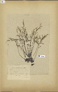 spécimen de Cystoseira opuntioides