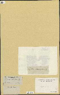 spécimen de Cystoseira sp.