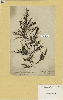 spécimen de Cystoseira nodicaulis