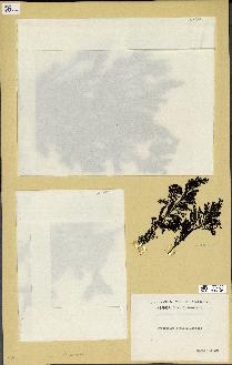 spécimen de Cystoseira myriophylloides