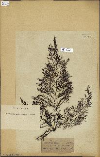 spécimen de Cystoseira myriophylloides