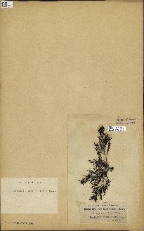 spécimen de Cystoseira myriophylloides