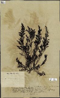spécimen de Cystoseira myriophylloides