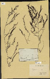 spécimen de Cystoseira sp.