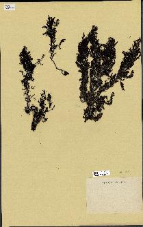 spécimen de Cystoseira stricta