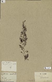 spécimen de Cystoseira granulata