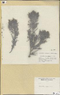 spécimen de Cystoseira foeniculacea