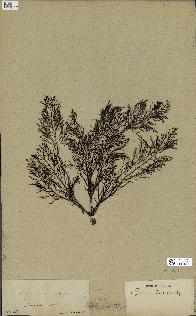 spécimen de Cystoseira foeniculacea