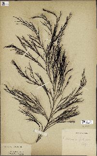 spécimen de Cystoseira fibrosa