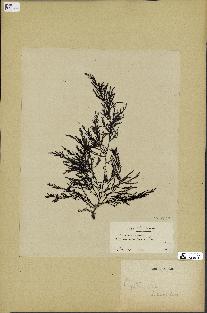 spécimen de Cystoseira ericoïdes