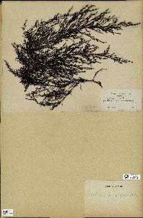 spécimen de Cystoseira ericoïdes