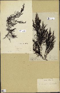 spécimen de Cystoseira ericoïdes