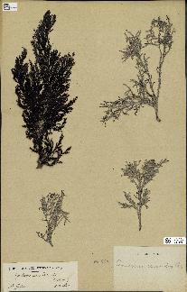 spécimen de Cystoseira ericoïdes