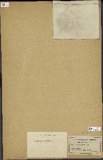 spécimen de Cystoseira ericoïdes