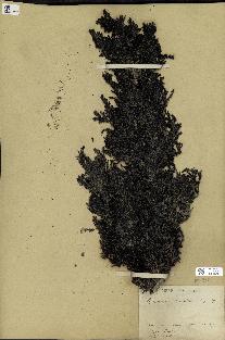 spécimen de Cystoseira ericoïdes