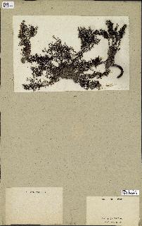 spécimen de Cystoseira elegans
