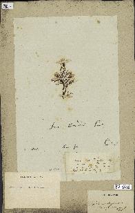 spécimen de Cystoseira elegans