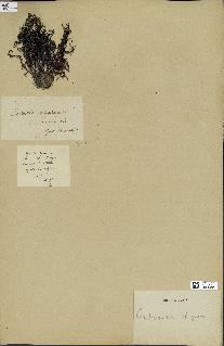 spécimen de Cystoseira elegans