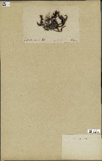 spécimen de Cystoseira elegans