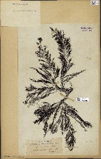 spécimen de Cystoseira selaginoides