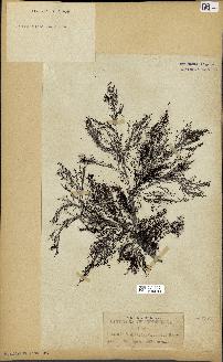 spécimen de Cystoseira selaginoides