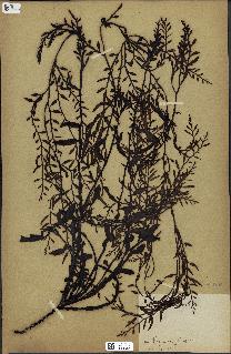 spécimen de Cystoseira osmundacea
