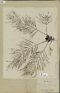 spécimen de Cystoseira opuntioides