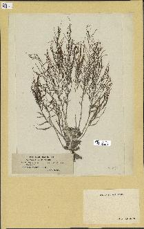 spécimen de Cystoseira opuntioides