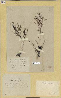spécimen de Cystoseira opuntioides