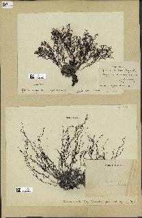 spécimen de Cystoseira opuntioides