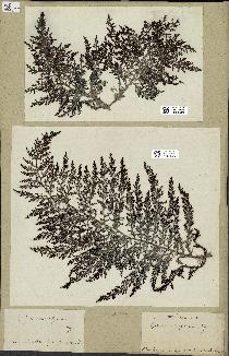 spécimen de Cystoseira myrica