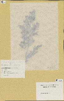 spécimen de Cystoseira myrica