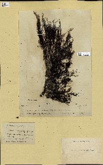 spécimen de Cystoseira montagnei