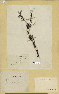 spécimen de Cystoseira montagnei