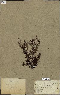 spécimen de Cystoseira montagnei