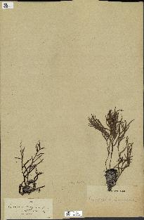 spécimen de Cystoseira montagnei
