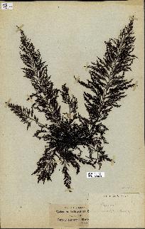 spécimen de Cystoseira mediterranea