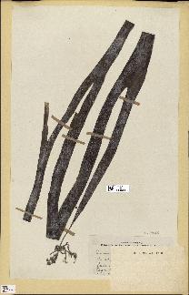 spécimen de Laminaria agardhii