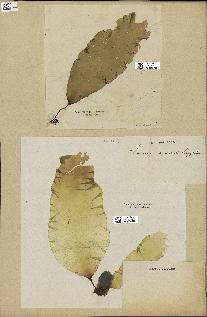 spécimen de Laminaria agardhii